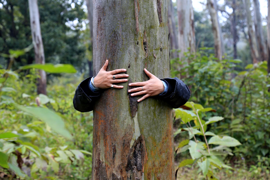 A person hugs a tree in the forest.